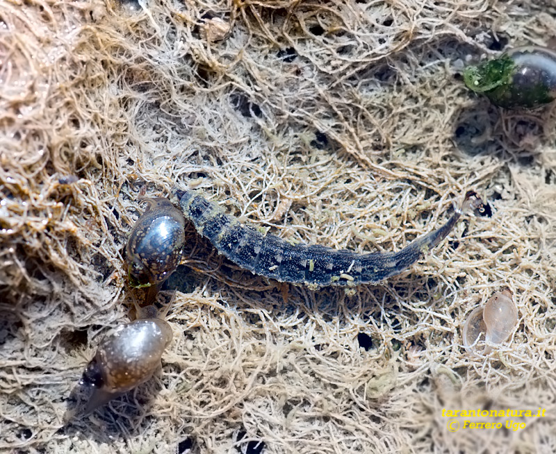 Larva di Stratiomyidae ?